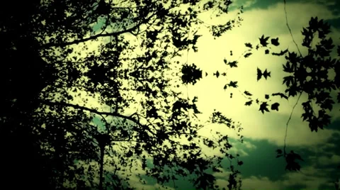 Mirror illusions-leaf tree Video stock 33462833