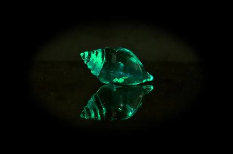 Mirror image of green nautilus shell Stock Photos