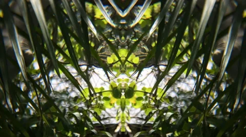 Mirror Image Of Nature Stock Footage 33937478