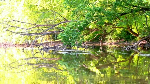 Mirror Image of Trees over Water Stock Footage 302946