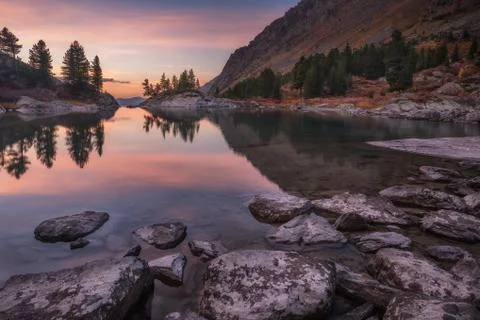 Mirror Lake Surface Reflecting Sunset Light And Pine Trees, Altai Mountains Stock Photos