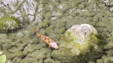 Mirror lake surface. In the transparent water, a Koi fish studying the bottom. Stock Footage 303971633
