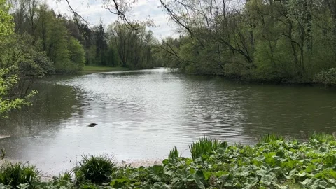 Mirror Like Reflection on Calm Forest Water in Amsterdam Netherlands Stock-Footage 334150385
