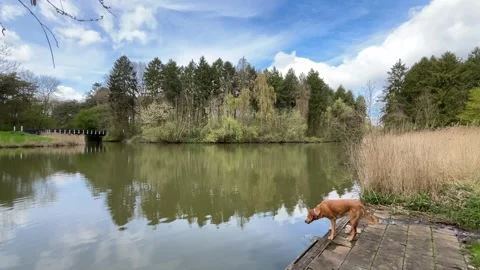 Mirror Reflection on Calm Water in Amsterdamse Bos with Wildlife and Trees Stock-Footage 334149873