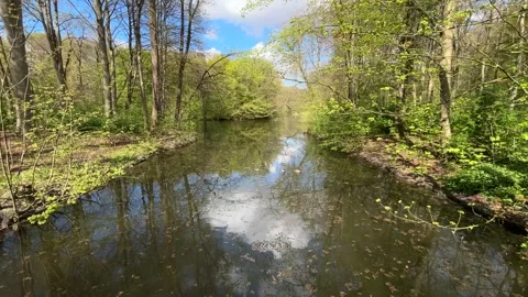 Mirror Reflection on Freshwater Surface in Amsterdamse Bos Netherlands Stock-Footage 334150333
