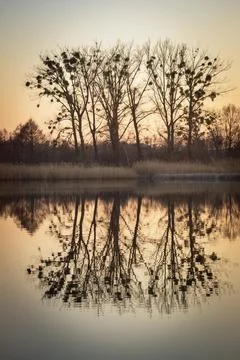 Mirror reflection of large trees in the water Stock-Fotos