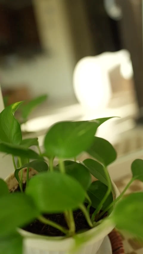 Mirror reflection of a plant Stock Footage 336971982