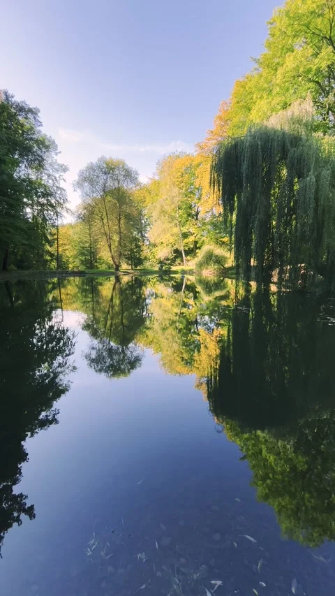 Mirror reflection of trees in the surface of a pond in an autumn park at sunset. 库存影片 299710049