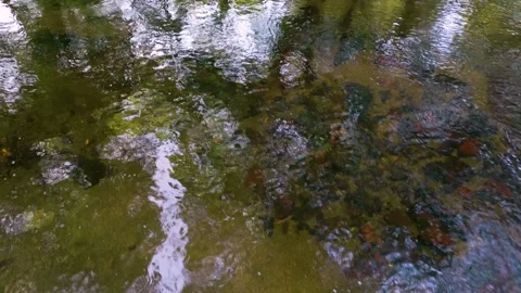 Mirror Reflections Over Stream Of A Calm Lake. Close Up Stock Footage 249727989