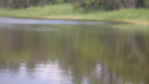Mirror surface of the lake. Reflection of a tree and the sky Stock Footage 223215493