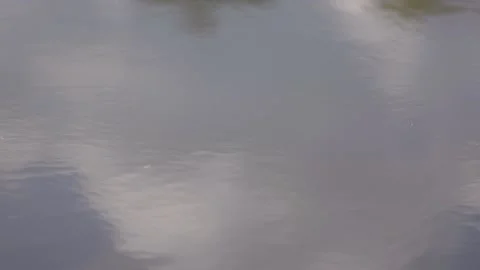 Mirror surface of the lake. Reflection of a tree and the sky Video stock 223215494