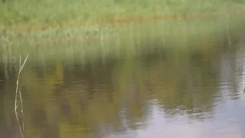 Mirror surface of the lake. Reflection of a tree and the sky Video stock 223215500