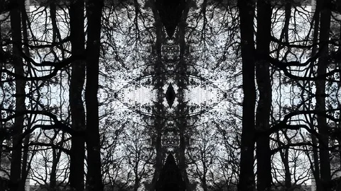 Mirror Trees Stock Footage 82423388
