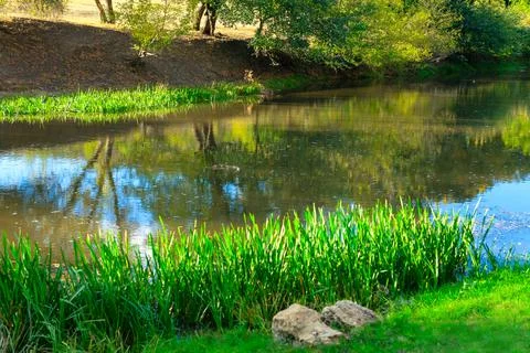 Mirror of trees on water surface Stock Photos