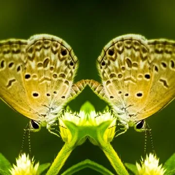 Mirror view reflection Butterfly with black stripes wing on leaf illustration 스톡 사진