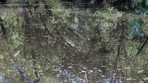 Mirror of water and drops fallin into a pond 库存影片 87091967