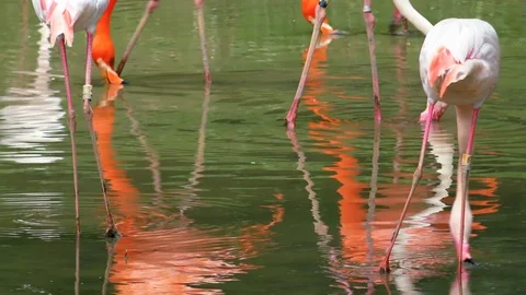 Mirror of the water reflecting elegant figures of rose Flamingos Stock Footage 112763873