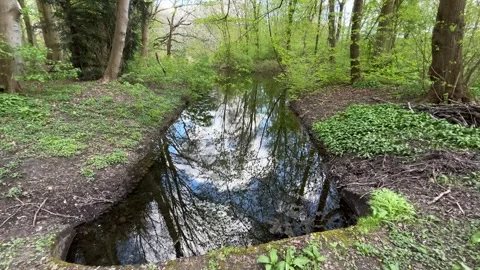 Mirror Like Water Surface in Amsterdamse Bos During Bright Spring Day Video stock 334149927