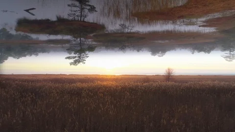 Mirror world horizon effect foggy lakes in bog and reed field Stock Footage