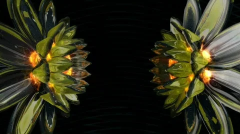 MirrorBlossoms Stock Footage 545198