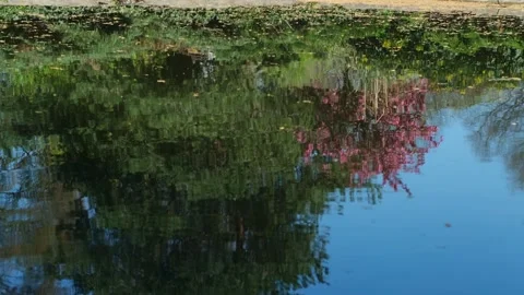Mirrored forest in a ripple water surface of the pond in a summer park. Stock Footage 244278481