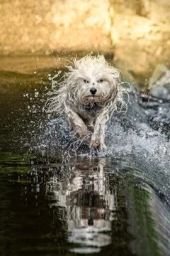 Mirrored Havanese Stock Photos