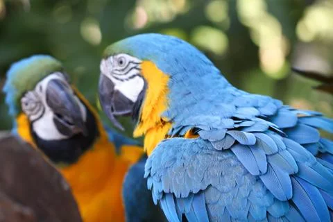 Mirrored parrots Stock Photos
