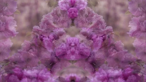 Mirrored reflected sakura tree branches with pink flowers Stock Footage 129296114