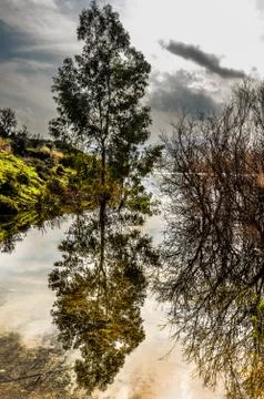 Mirrored Tree on a Lake Stock Photos