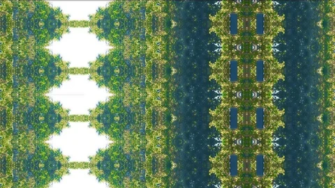 Mirrored Trees Fractals Loop Ready Stock-Footage 109620309