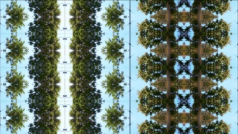 Mirrored Trees Motion Background Loop Stock Footage 109495818