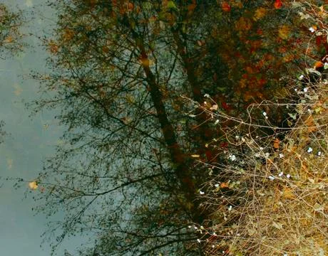 Mirrored trees Stock Photos