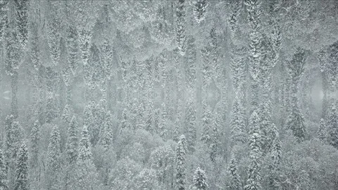 Mirrored Winter Forest Background 库存影片 112447777