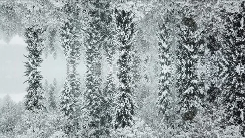 Mirrored Winter Forest Background Stock-Footage 112448964