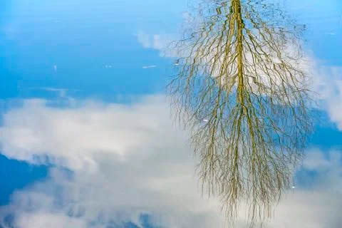 Mirroring of a bald tree in a lake Stock Photos