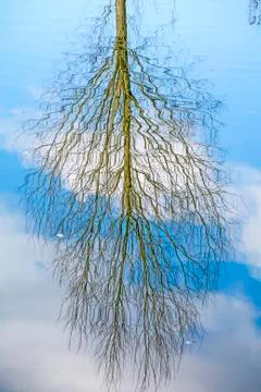 Mirroring of a bald tree in a lake Stock Photos