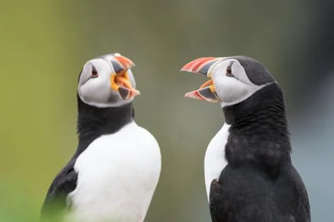 Mirroring behaviour Stock Photos