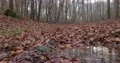 Mirroring trees in water puddle between wet foliage at autumn season panning 4k or 4k+ Resolution
