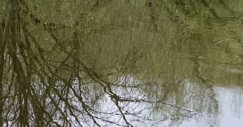 Mirroring Water Surface Stock Footage 76394947