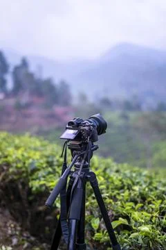 Mirrorless camera with tripod is taking timelapse pictures of tea plantations Stock Photos