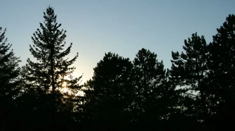 MISC SunSettingBehindTrees Stock Footage 7733771