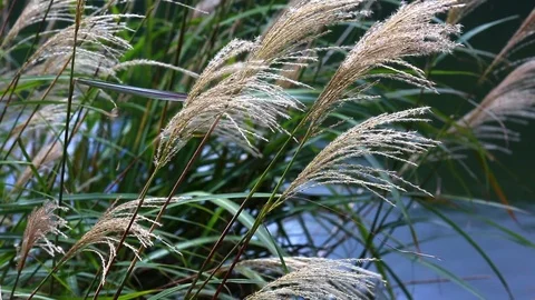 Miscanthus against backdrop of river. Stock Footage 97556103