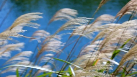 Miscanthus against backdrop of the river. Stock Footage 97556179