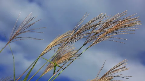 Miscanthus against the blue sky. Stock Footage 54903648