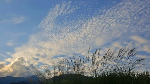 Miscanthus in autumn. Stock Footage 80950820