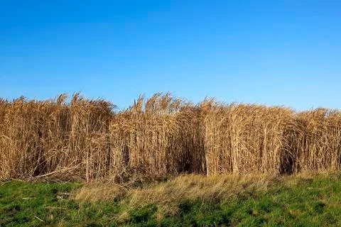 Miscanthus background Stock Photos