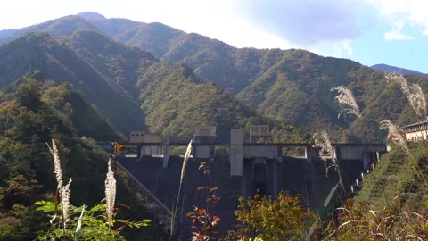 Miscanthus ears and dam Stock Footage 164422170