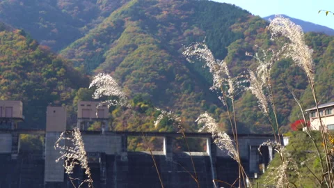 Miscanthus ears and dam Stock Footage 164423142