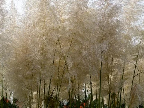 Miscanthus grass, ears of grass Stock Photos