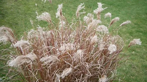 Miscanthus grass Stock Footage 151481959